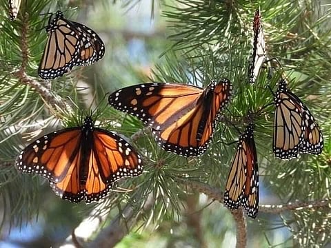 Festival Biocultural de la Mariposa Monarca 2026: ¿Cómo llegar?