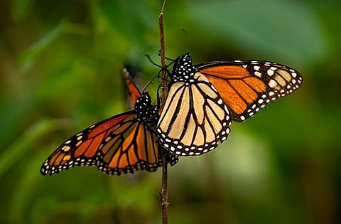 Mariposa monarca inicia su viaje de regreso a Canadá tras pasar el invierno en Michoacán