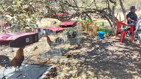 Autoridades desactivan evento ilegal en Parácuaro: era un palenque clandestino