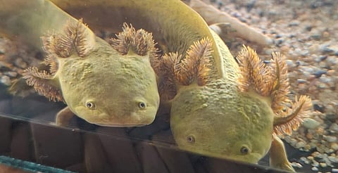 Siembran mil achoques en el Lago de Pátzcuaro para rescatar la especie