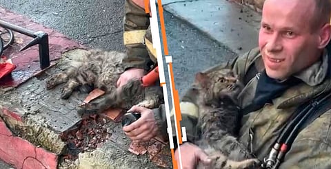 Bombero aplicó RCP y oxígeno al animal