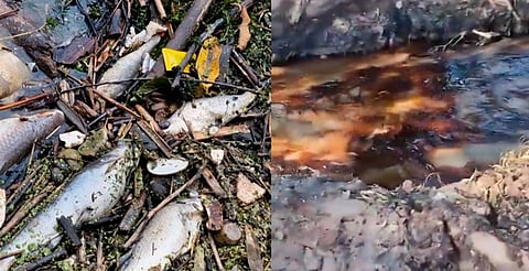 Investigan mortandad de peces en río Cazones; analizan posible contaminación