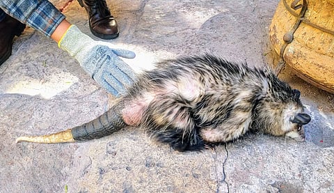 Poseer o extraer animales silvestres es un delito federal: URCAM