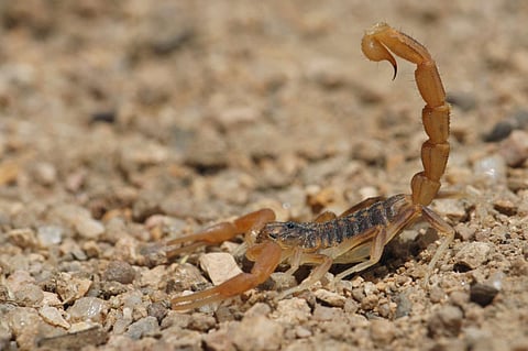 ¿Te picó un alacrán? Así debes actuar, según autoridades