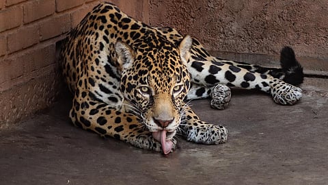 Estiman alrededor de 50 ejemplares de jaguar en Michoacán