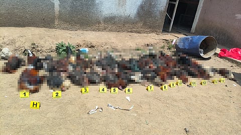 Rescatan 29 aves y hallan 41 muertas en palenque clandestino en Morelia