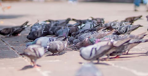 La sobrepoblación se relaciona con alimentación humana