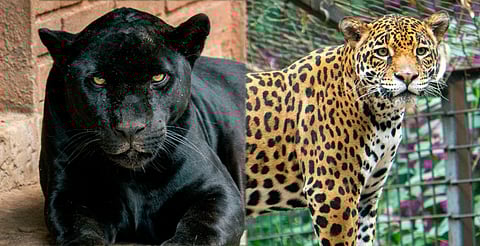 El reto: lograr reproducción de jaguares bajo cuidado humano