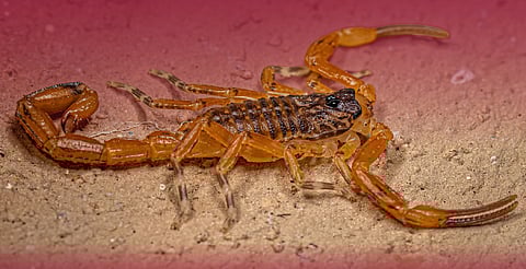 Calor eleva riesgo de picaduras de alacrán; ¿qué debes hacer si te pica uno?