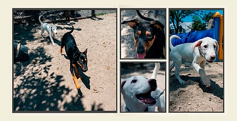 Feria de Adopción Meraki celebrará el Día del Niño con lomitos, michis, bazar y vacuna antirrábica gratuita