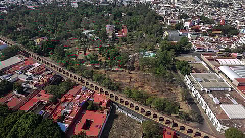 Ramas grises bajo heno en el Bosque Cuauhtémoc