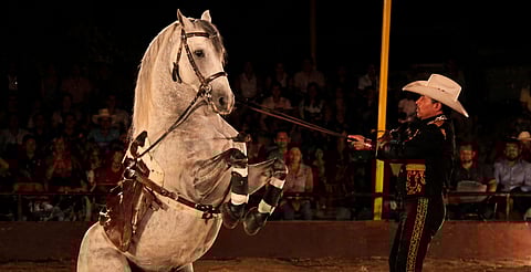 ‘Caballos bailadores’ no son cultura, sino maltrato animal, aseguran animalistas🐴