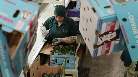 Guardián Forestal se posiciona a nivel mundial con acciones sustentables para la exportación del aguacate