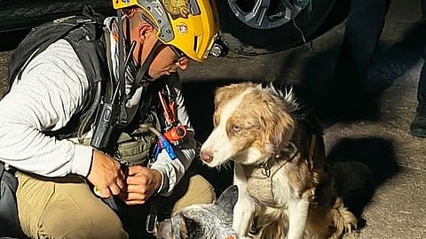 Héroes de cuatro patas: destacan labor de perros de rescate en Michoacán hoy en su día