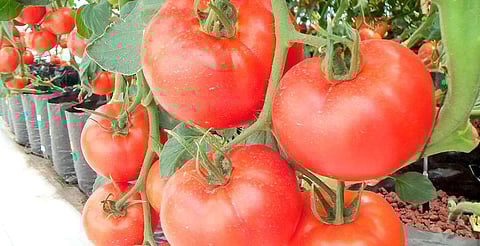 Jitomate sube más de 24% en medio de desaceleración económica