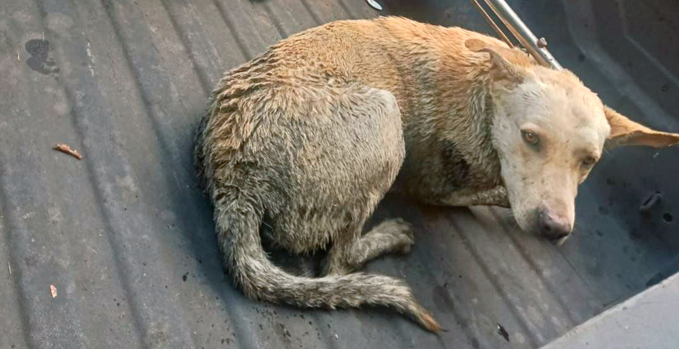 ¡Héroes sin capa! Rescatan a perrito que cayó al Río Grande en Morelia 🐾