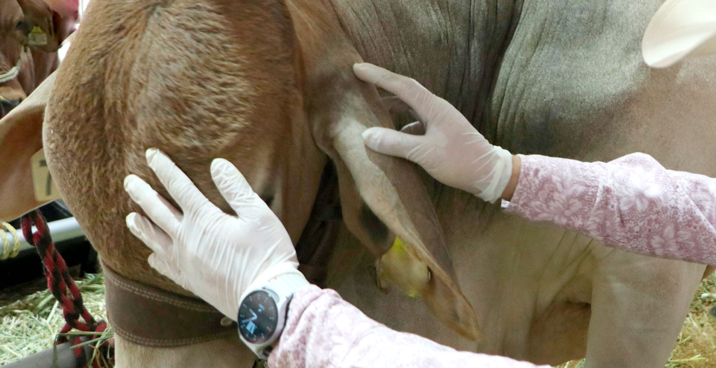 Detectan tres casos de gusano barrenador en ganado de Chiquimitío y Tiripetío: Saderm