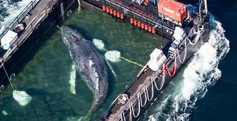 Rescate histórico: ‘Timmy’, la ballena jorobada, inicia su viaje hacia mar abierto