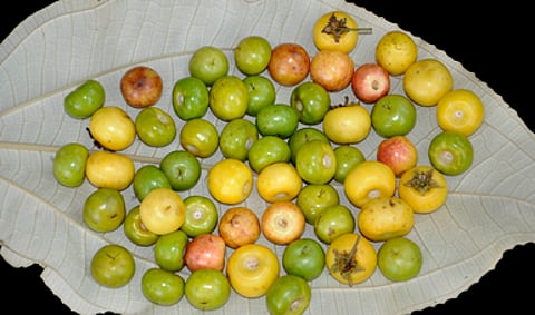 Nanche michoacano gana impulso como fruto clave para la economía y la salud