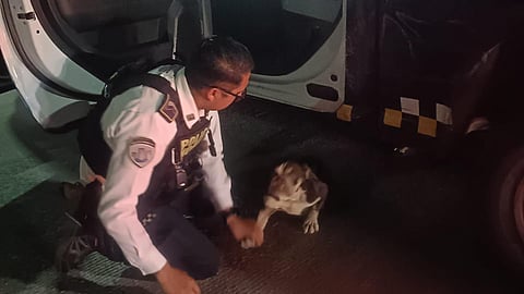 ¿Es tuyo? Policía de Morelia localiza perrito en riesgo en La Morita