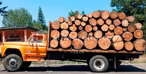 Detienen a hombre por transporte ilegal de madera en Zinapécuaro