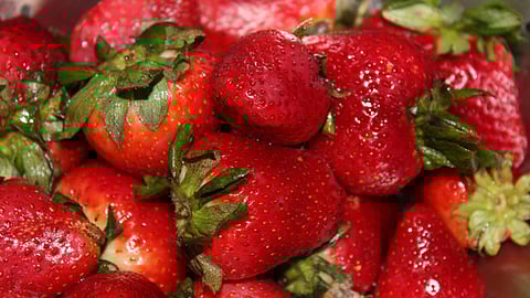 Se buscan alternativas para aumentar la producción (Foto de Archivo)