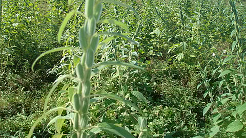 Municipios de la Tierra Caliente, donde se más se cultiva esta semilla (Foto: Sedrua)
