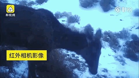 Video: Captan un misterioso animal en China, mitad caballo, mitad ciervo