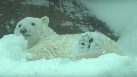 Los ejemplares aprovecharon que el zoo cerró debido al mal clima (Foto: YouTube) 