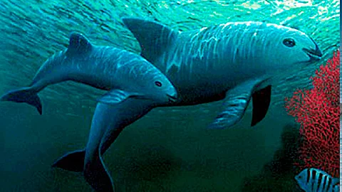 El cetáceo más pequeño del mundo habita únicamente en los mares del Alto Golfo de California