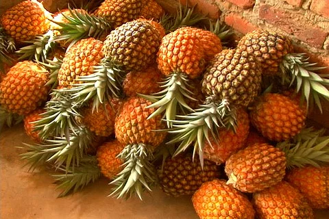 La producción de esta fruta se consolida en el territorio mexicano