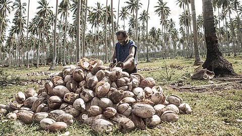 Coahuayana y LC, los municipios con la mayor producción