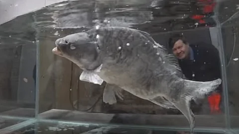 El resultado fue inesperado (Fotograma Youtube: Дмитрий Шилов)