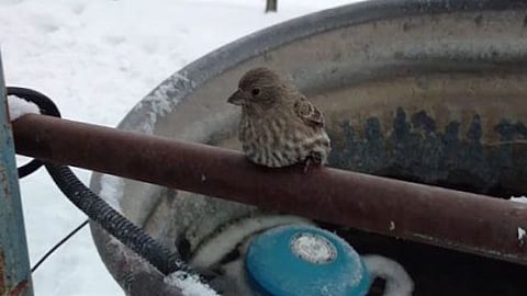 Video: Un hombre salva a un pajarito atrapado por el frío