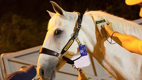 Los caballos que competirán en Río 2016 también viajarán por avión