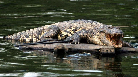 El reptil no fue localizado y Protección Civil, así como los marinos exhortaron a la población en general a estar alerta (Foto: @sookabaja8906)