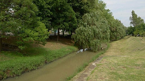 Son 20 los árboles que la Dirección de Medio Ambiente detectó que necesitan atención
(Foto: Ayuntamiento de Morelia/Archivo)