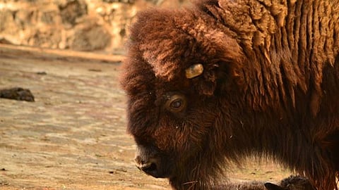 El bisonte recibió en todo momento los cuidados necesarios de los médicos veterinarios (Foto: Ilustrativa)