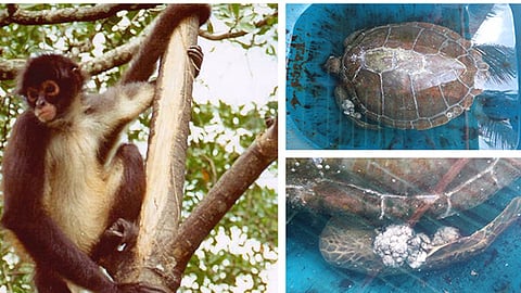 El mono araña fue encontrado dentro de las instalaciones de una escuela secundaria