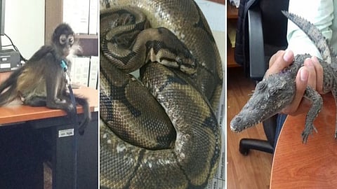 El ejemplar de Pitón Bola fue decomisado porque sus poseedores no acreditaron su legal procedencia