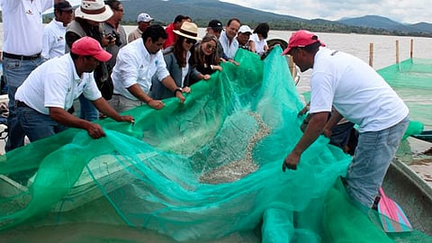 Liberan crías de Pescado Blanco en Lago de Pátzcuaro