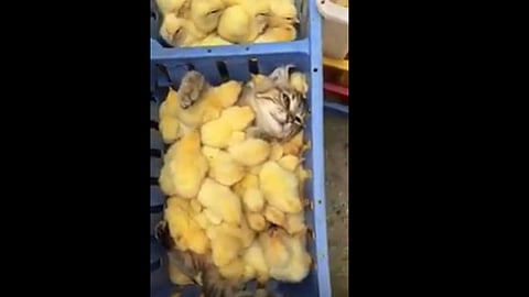 La grabación compartida desde el pasado 15 de julio, ya cuenta con más de 180 mil reproducciones