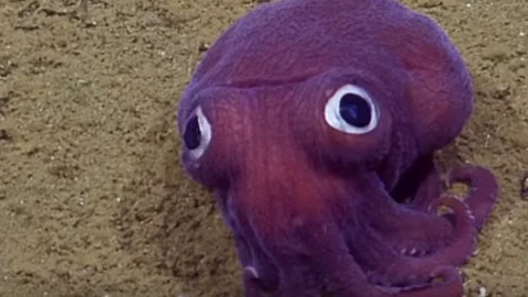El animal ha causado sensación en las redes sociales y hasta el momento en Youtube ya cuenta con más de 400 mil reproducciones