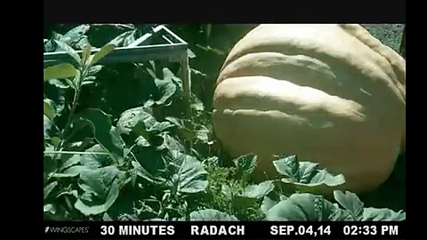 En Washington, se realiza en una competencia donde se exhiben verduras gigantes