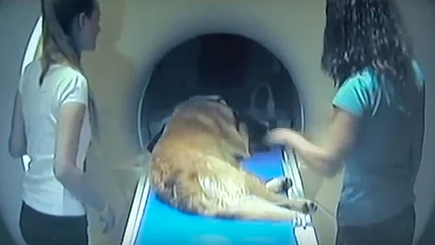 Video: Cerebro de los perros actúa similar al del humano cuando les hablamos