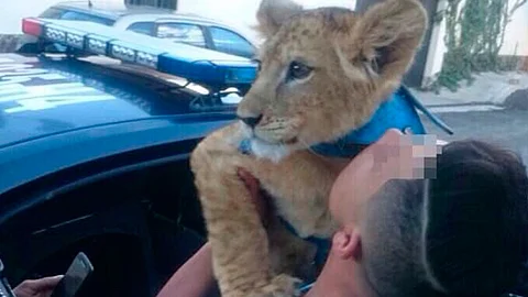 El joven resguardó a "Simba" en su domicilio (Foto:Twitter @SSP_CDMX )