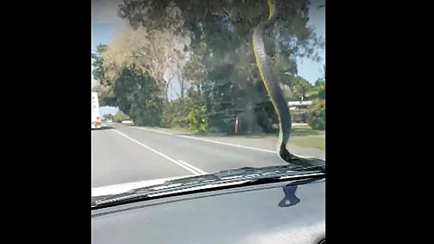 El conductor de un vehículo y su acompañante vivieron un divertido momento cuando una serpiente intentó meterse a su auto
