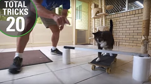 Esta minina fue rescatada por su propietario Robert Dollwet, de un refugio de animales (Foto: YouTube)