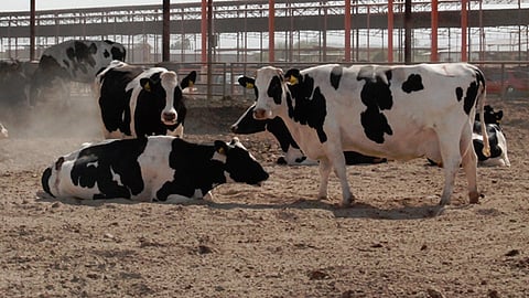 El padecimiento se contrae, entre otras causas, por ingerir leche contaminada y el contacto con ganado infectado (Foto: Sagarpa)
