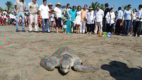 Esta muestra de vida marina se ligó a la última jornada de la Semana Nacional de Ciencia y Tecnología